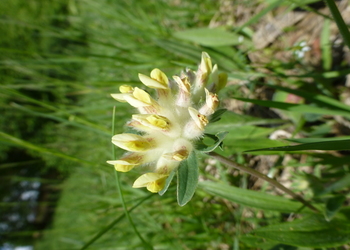 Blasser Wundklee (Anthyllis vulneraria ssp. capathica) - © Philipp Sengl